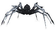 Araignée-sabre
